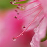 雨先案内