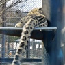 ユキヒョウのしっぽ