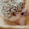 ハリネズミ