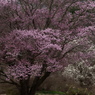 大山桜