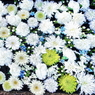 花まいり　3月1日