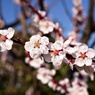 杏子の花