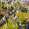 梅と菜の花①