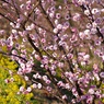 梅と菜の花➁