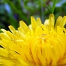 『Rain drop』この花のように