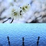 ウメ／水面（組み写真）