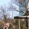 天王寺動物園