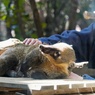 ナデナデ最高！