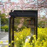 桜と菜の花と公衆電話ボックス