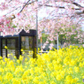 三浦河津桜2019-2
