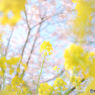 三浦河津桜2019-3