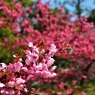 二色の早咲き桜