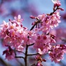 オカメに蜂