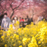 菜の花と桜