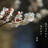 写真句：春告げ草