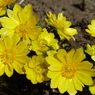 2023春の花1(福寿草)