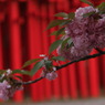 photo_1163826