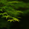 photo_1163828
