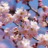 暖々桜：ハルメキ