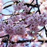 暖々桜：ヒガンザクラ