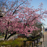 大川の桜