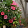 街角の花
