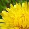 『Rain drop』この花のように2
