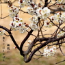 写真句：梅龍に乗った姫君たち