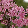 暖々桜：ヨウコウ(陽光)
