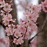 暖々桜：ケイオウザクラ(啓翁桜)