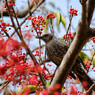 紅の楽園