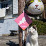 ほほほ