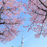 「大寒桜満開」