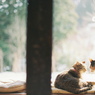 film・窓辺にて*