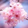 春の花_0322W