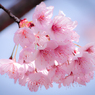 春の花_0323W