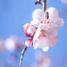 春の花_0317W