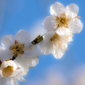 春の花_0318W