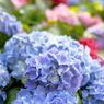 紫陽花