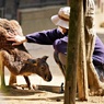 老カンガルーと飼育員さん