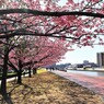 隅田川遊歩道～ⅱ