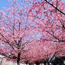 隅田川遊歩道～ⅴ