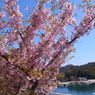 桜　＠直島