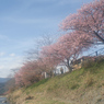 河津の桜