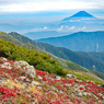 草紅葉と富士を見ながら荒川中岳へ向かう