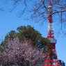 東京タワーと桜