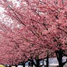 隅田川遊歩道～ⅷ