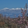 梅と安達太良山