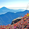 小赤石岳頂上近くの草紅葉と富士山