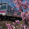 東京メトロと桜